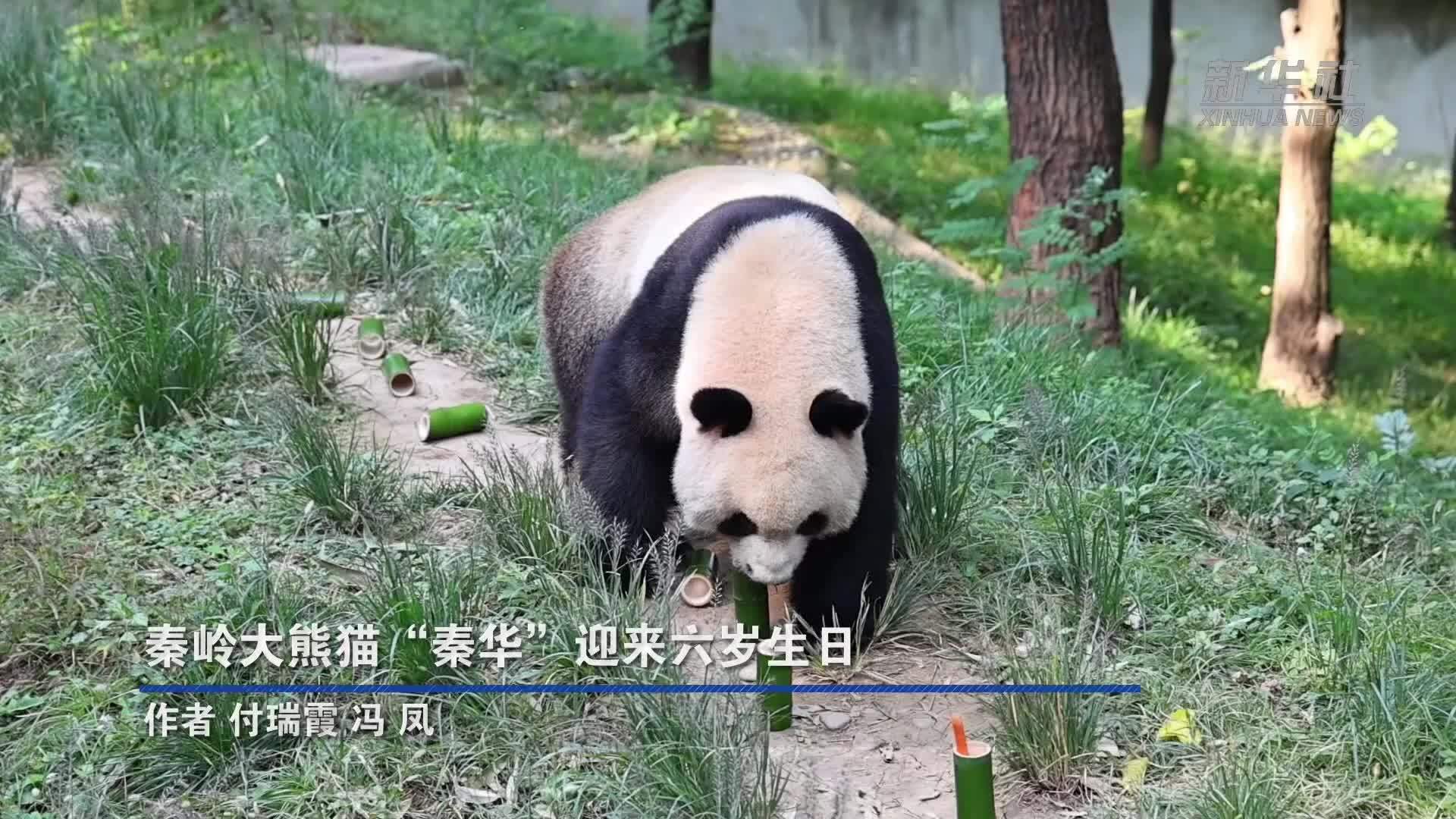 秦岭大熊猫“秦华”迎来六岁生日