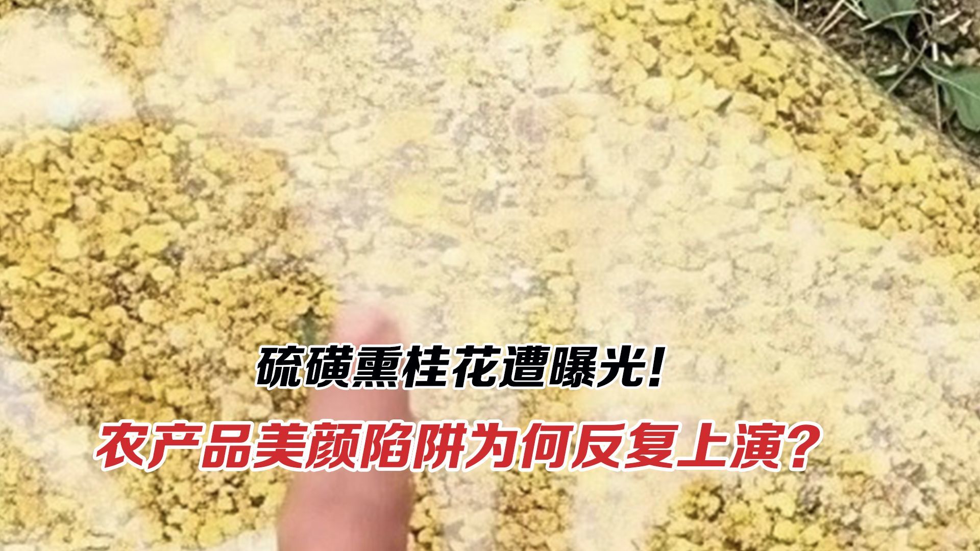 硫磺熏桂花遭曝光！农产品美颜陷阱为何反复上演？