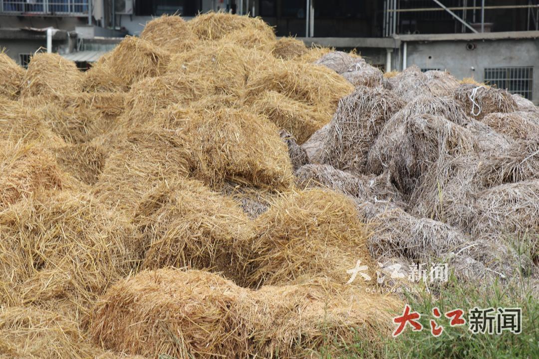 从“一把火”到“一条链”！萍乡湘东秸秆综合利用率达95.76%
