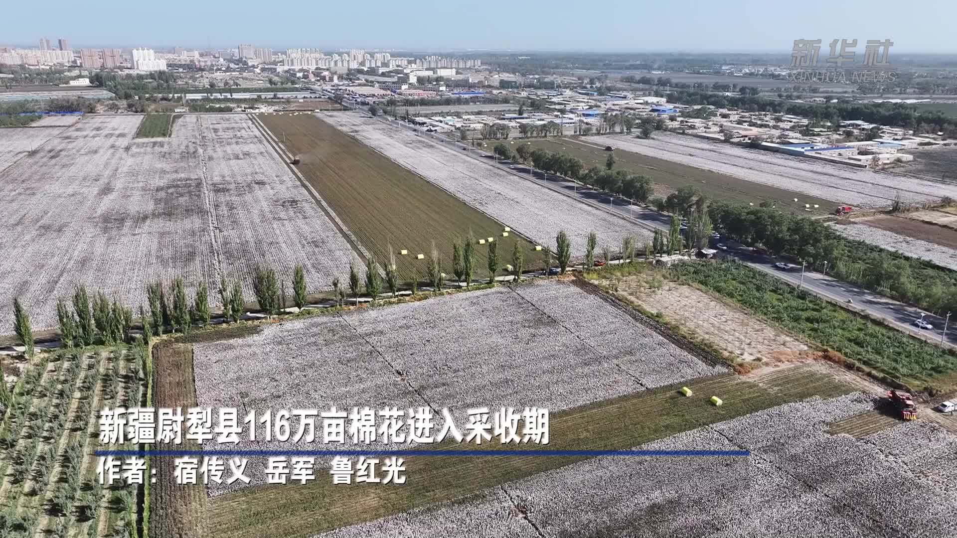 新疆尉犁县116万亩棉花进入采收期