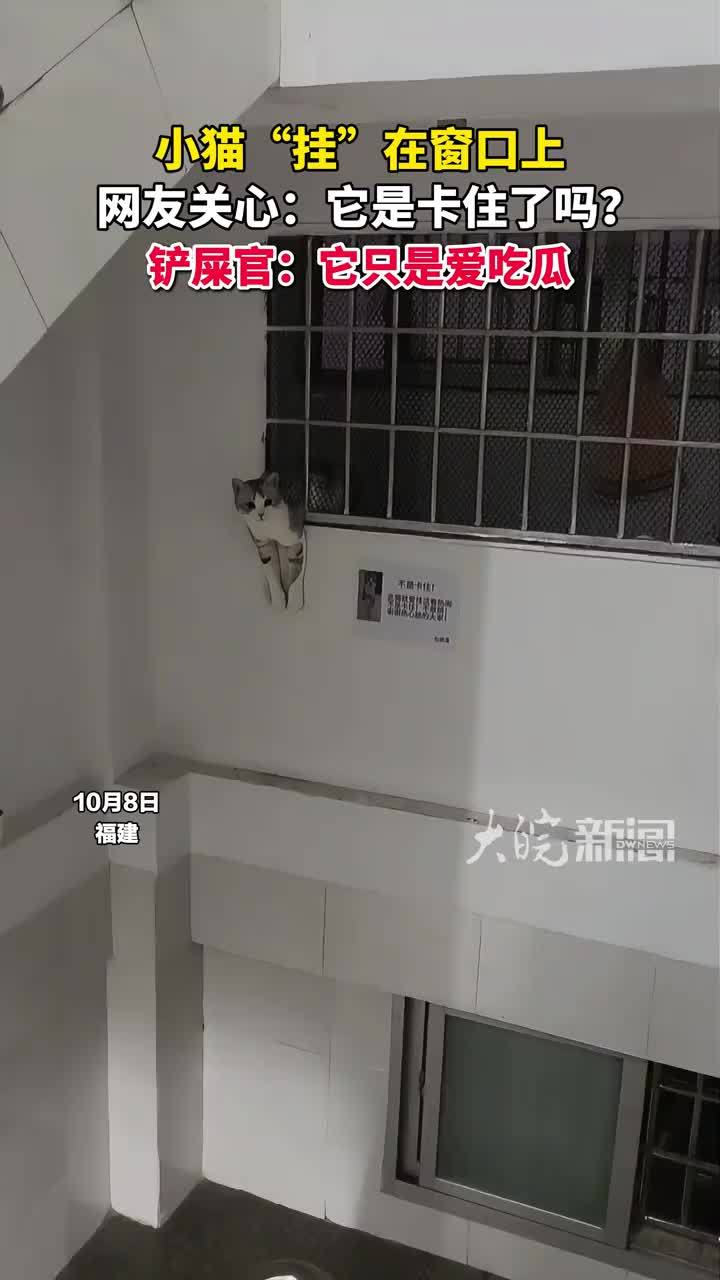 一只小猫“挂”在窗口上，网友关心：它是卡住了吗？铲屎官在旁边贴纸条澄清：它只是爱吃瓜 #猫咪 #猫咪的迷惑行为