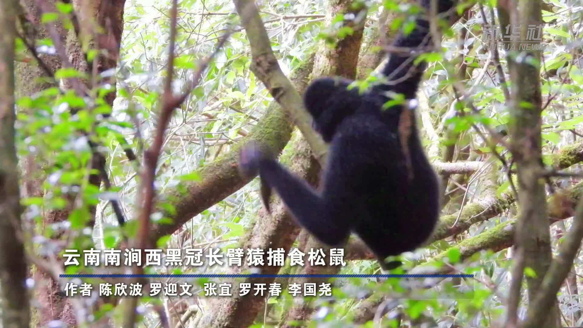 云南南涧西黑冠长臂猿捕食松鼠