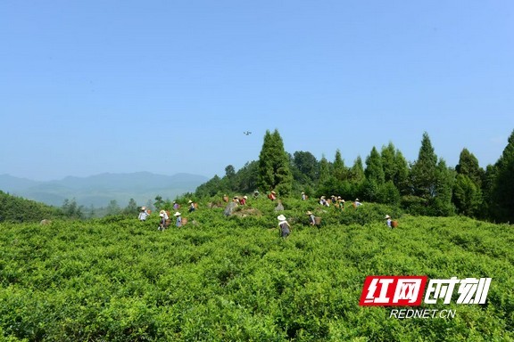 毛坝莓茶基地