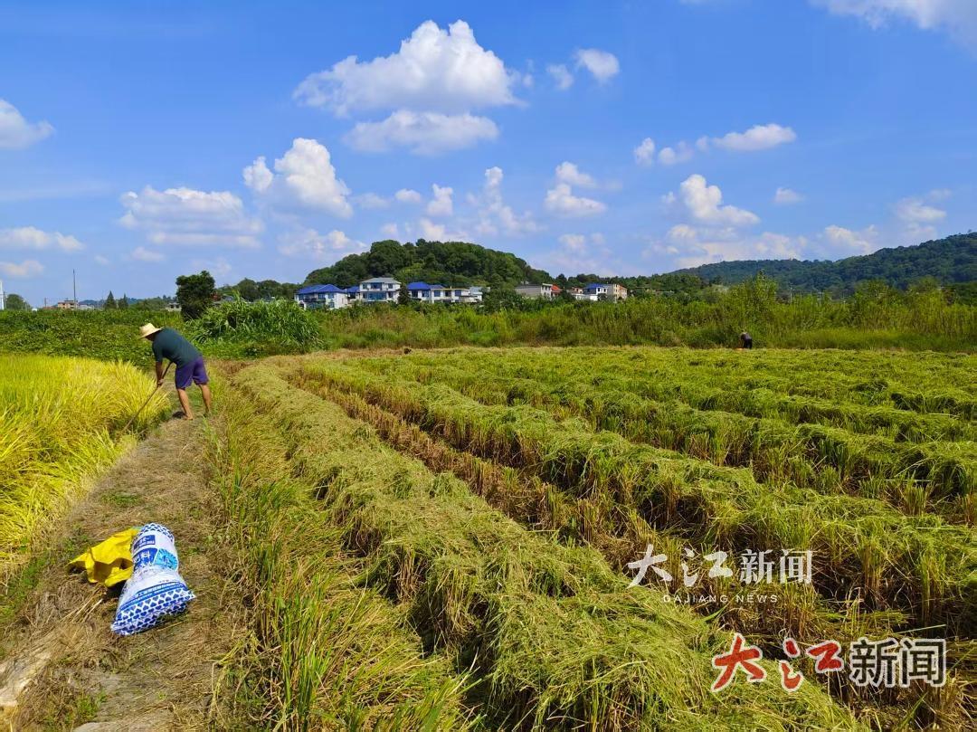 江西萍乡：秋收正酣 环保护绿同发力（图）