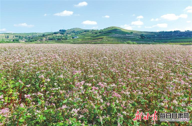 会宁县大力发展特色小杂粮产业，助力农民增收致富。（资料图）新甘肃&middot;甘肃日报通讯员　常琦彪