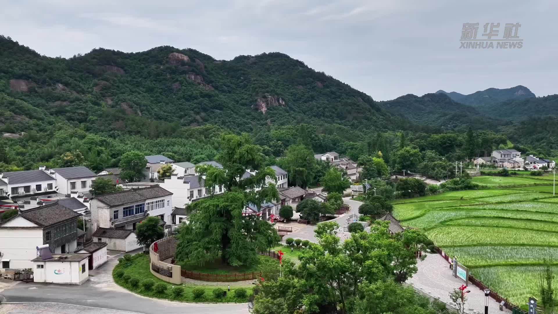 赓续长征精神 奋进复兴征程｜红绿产业相融 大别山中老区换新颜