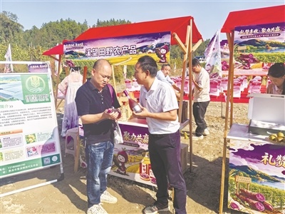鹰潭贵溪：紫山药丰收引客来（图）