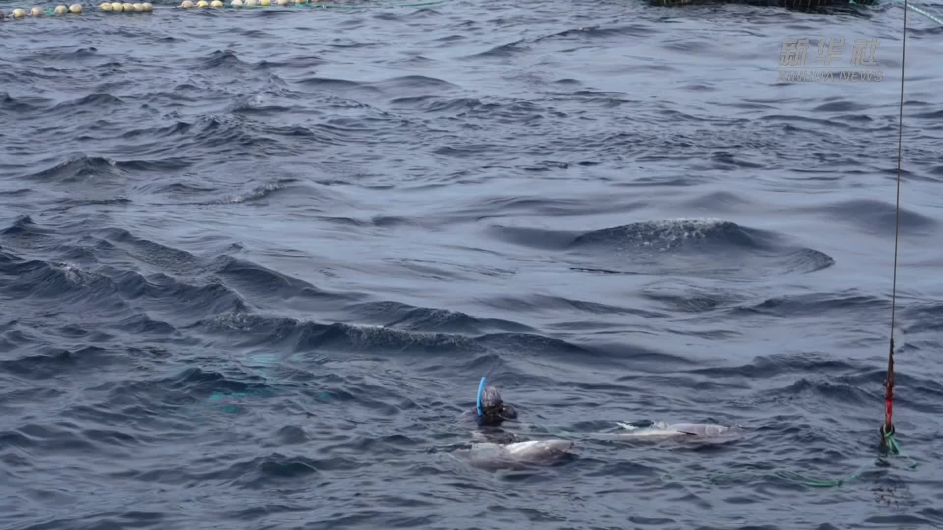 中国“海洋之星”轮在马耳他海域开启金枪鱼加工季