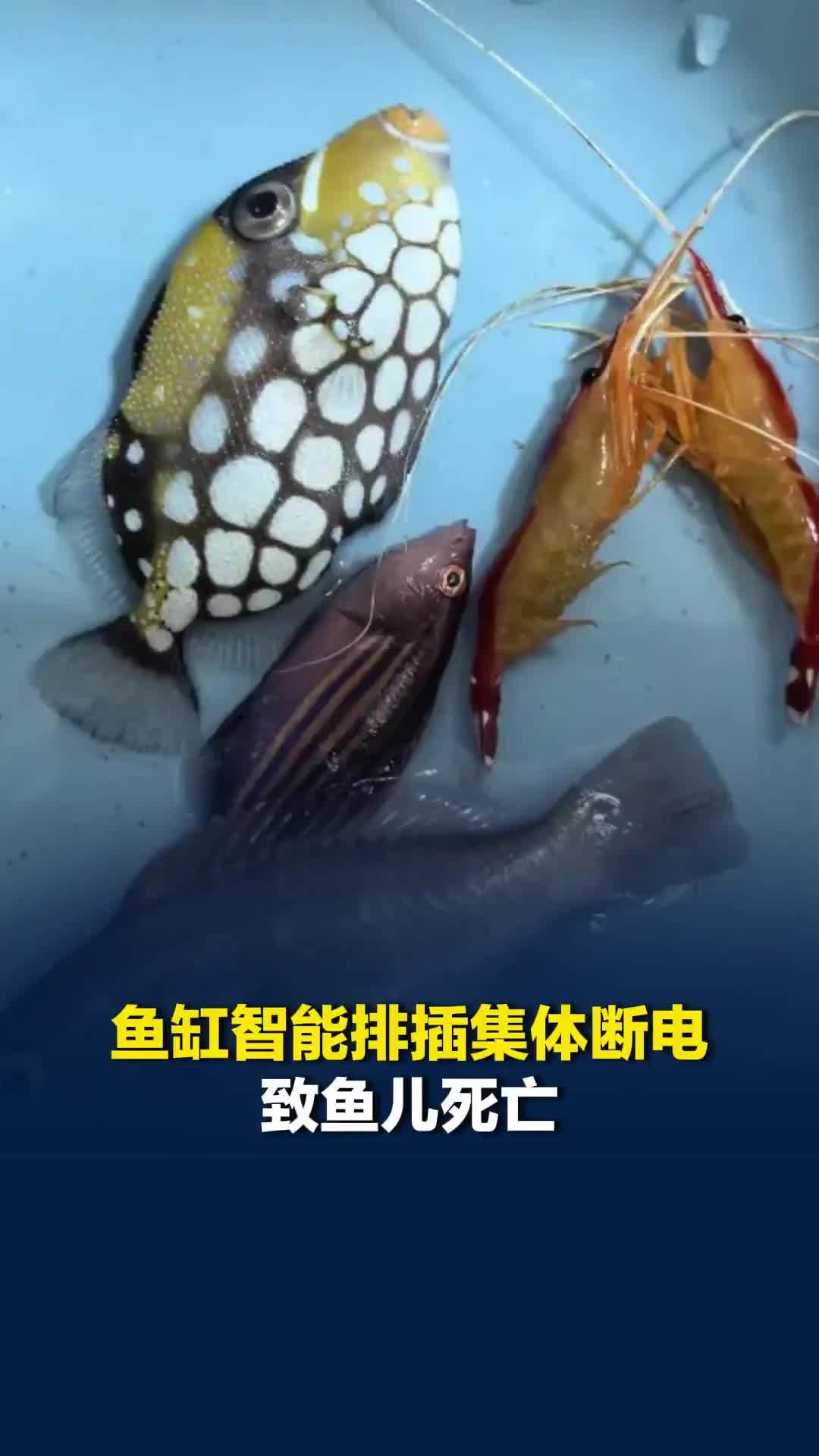 一品牌鱼缸智能排插断电，致多用户家鱼儿死亡，品牌方：系网络攻击所致