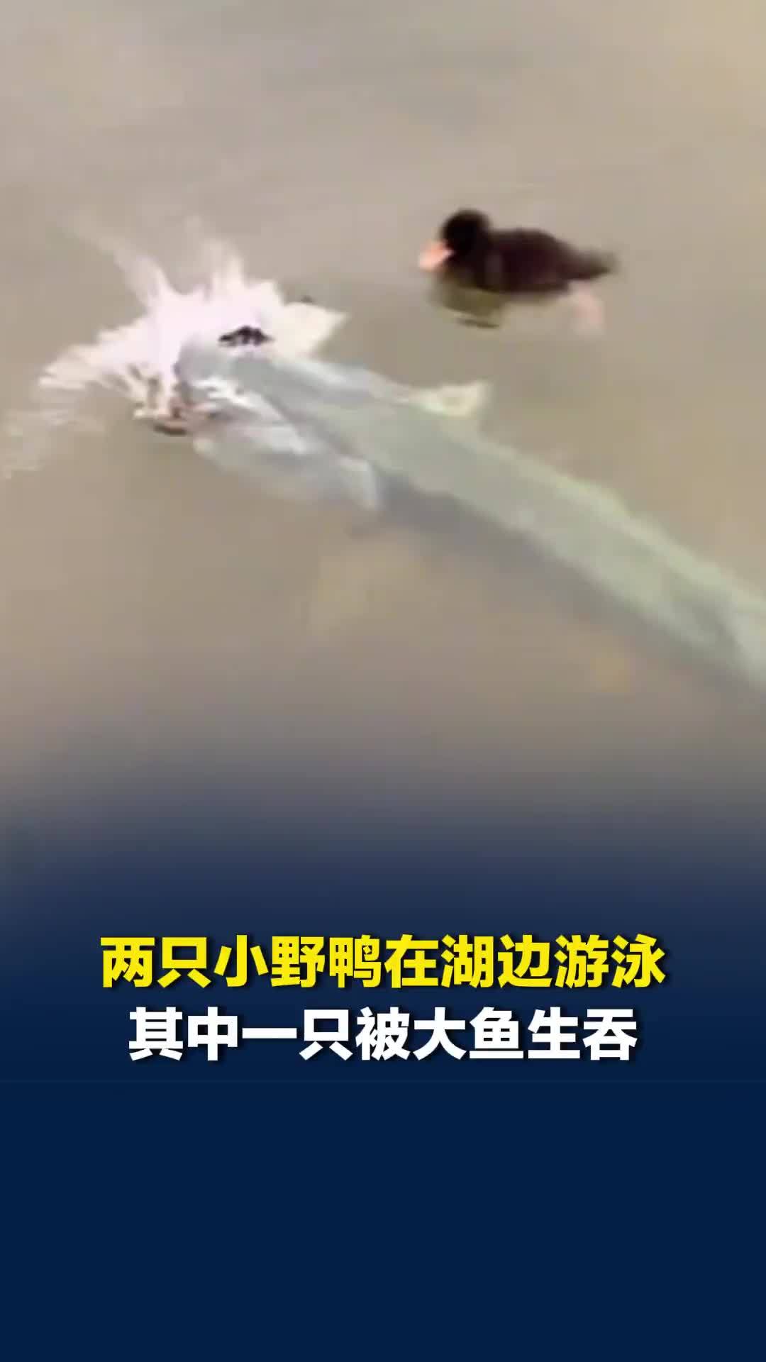 两只小野鸭在湖边游泳，不料下一秒其中一只被大鱼生吞，另一只小野鸭拼命划水逃命