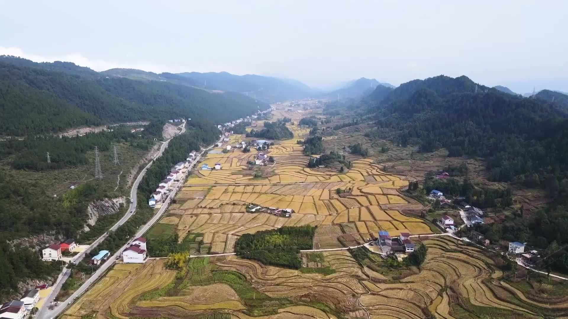 重庆石柱：近万亩高山水稻迎来收获季