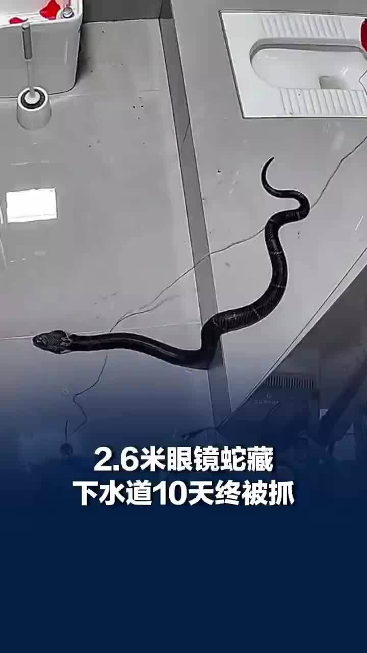 2.6米眼镜蛇藏下水道10天终被抓