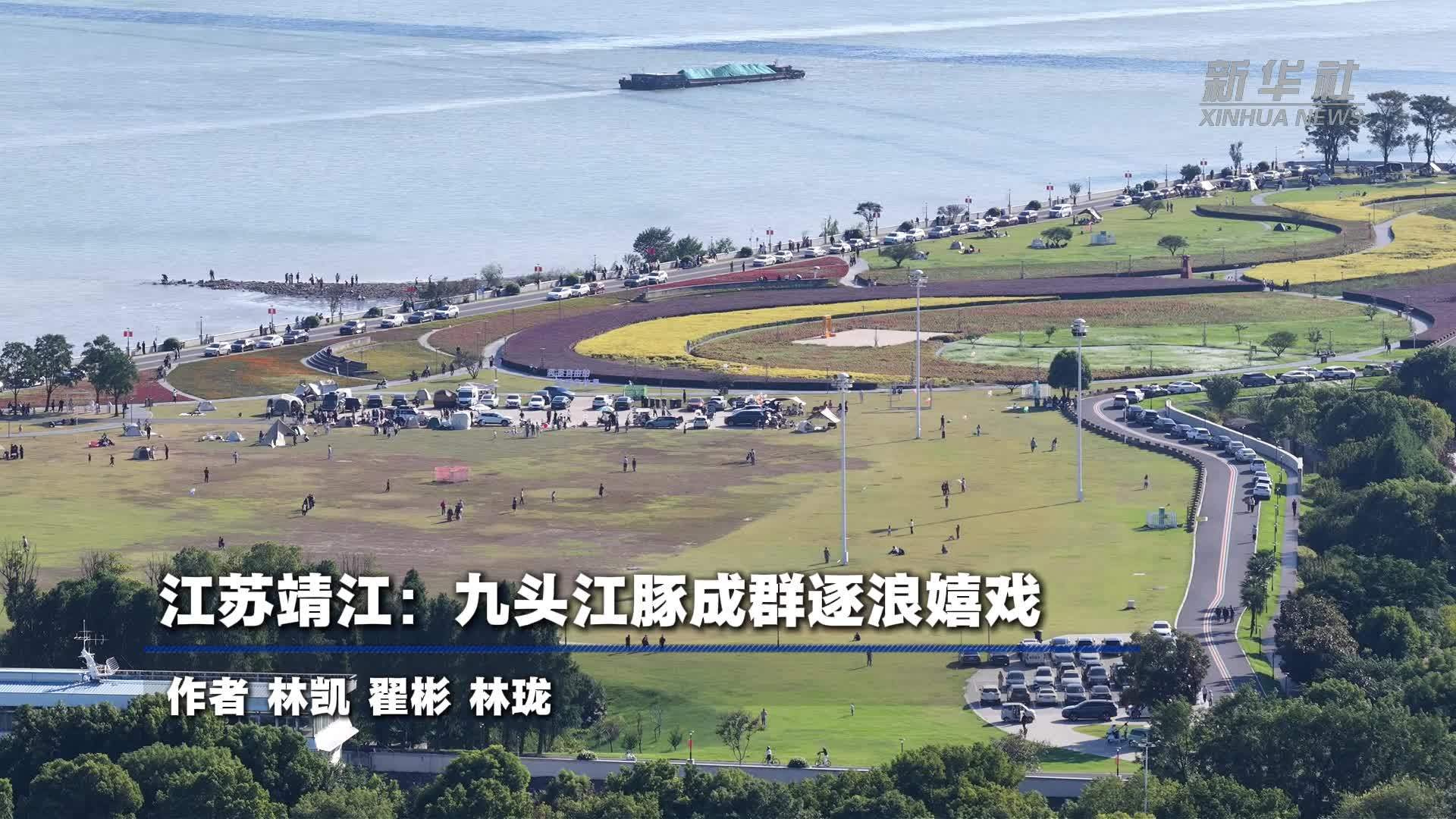 江苏靖江：九头江豚成群逐浪嬉戏