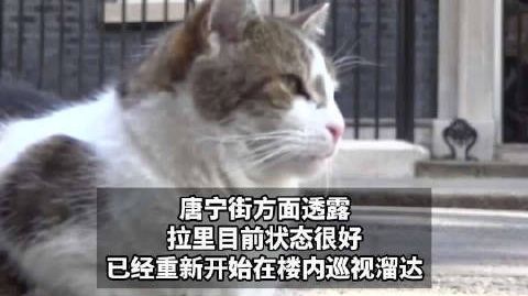 唐宁街首席捕鼠官切除囊肿 19岁的唐宁街“首席捕鼠官”接受囊肿切除手