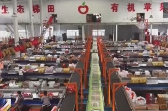 【甘快看】甘肃平凉：苹果迎丰收　产销两旺助农增收