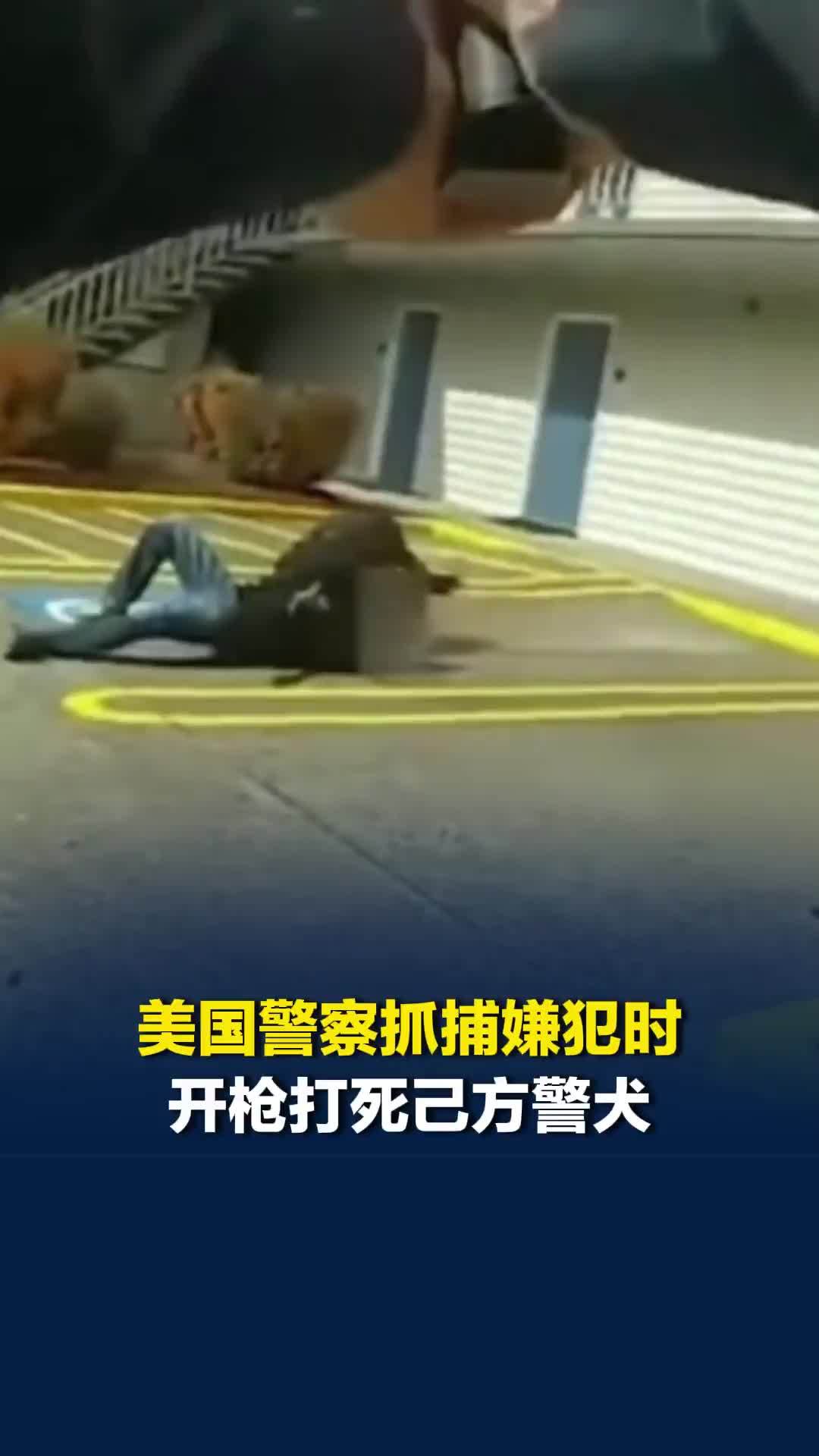 美国警察抓捕嫌犯时，开枪打死己方警犬，警犬倒在最后一班岗上