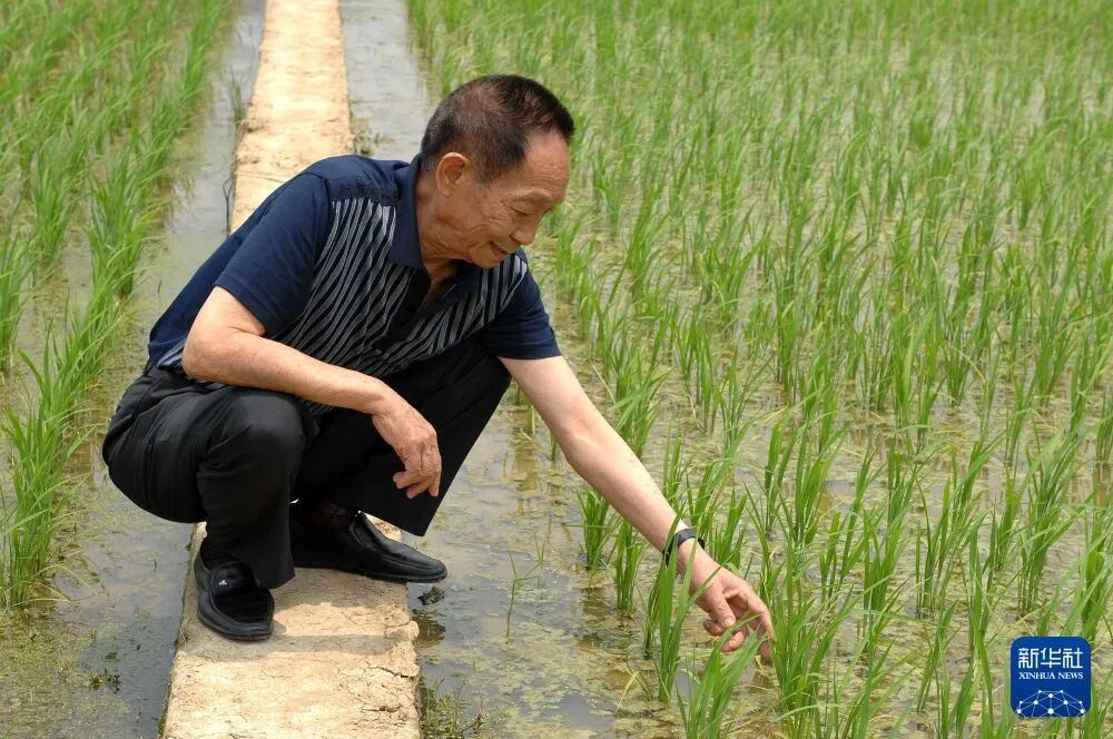 2007年5月10日，袁隆平在实验田观察水稻长势。 新华社记者 赵仲志 摄