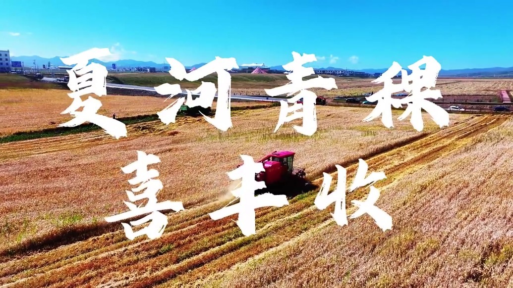 青稞收割脱粒一气呵成　甘肃夏河秋忙“丰”景看过来