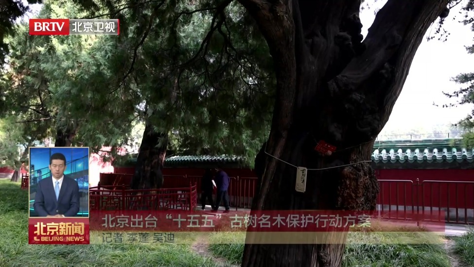 北京出台“十五五”古树名木保护行动方案