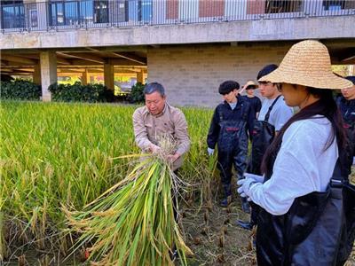 ◀老师正在示范如何用镰刀割水稻。 (洪翔 摄)