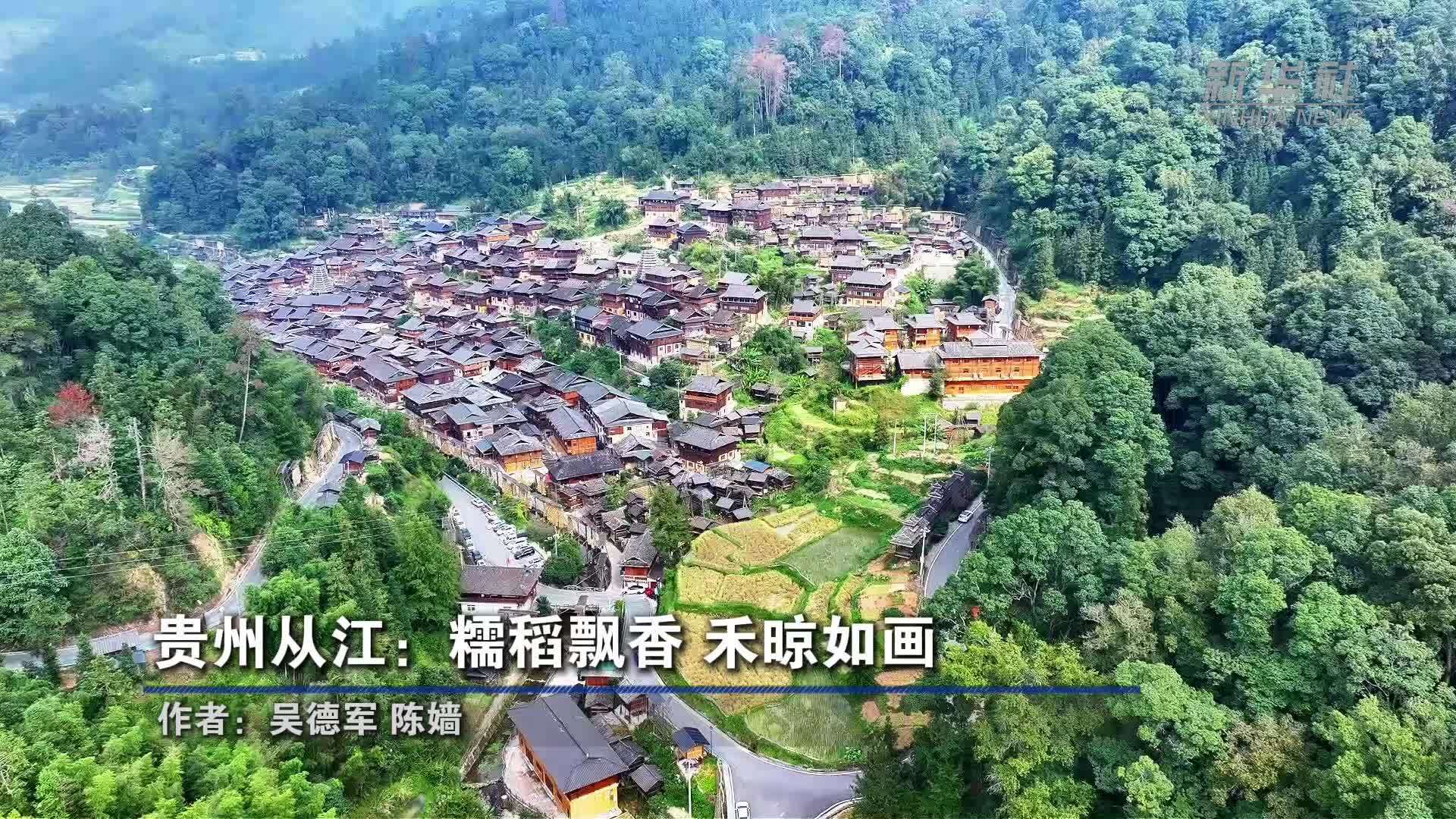 贵州从江：糯稻飘香 禾晾如画