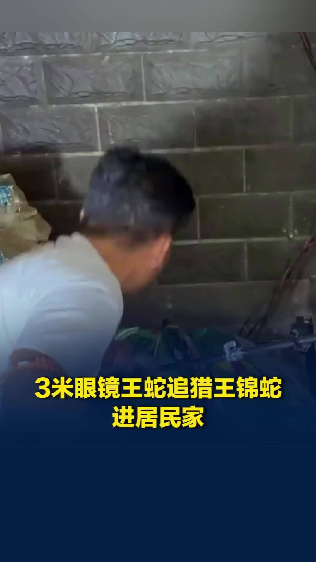 3米眼镜王蛇追猎王锦蛇闯入民居，警民合力将两条大蛇捕获