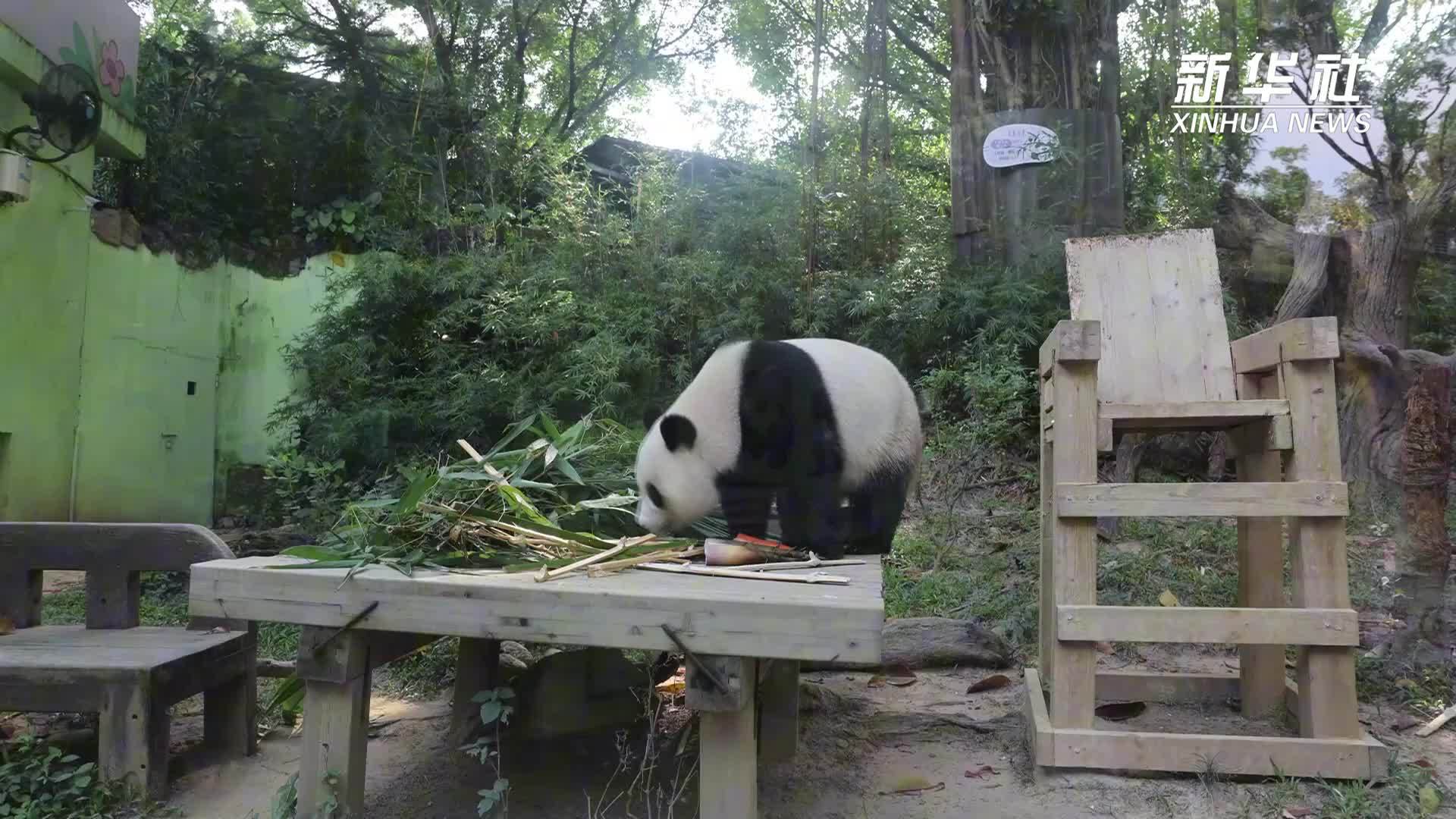 一起去看大熊猫三胞胎后代“妹珠”的成长日常