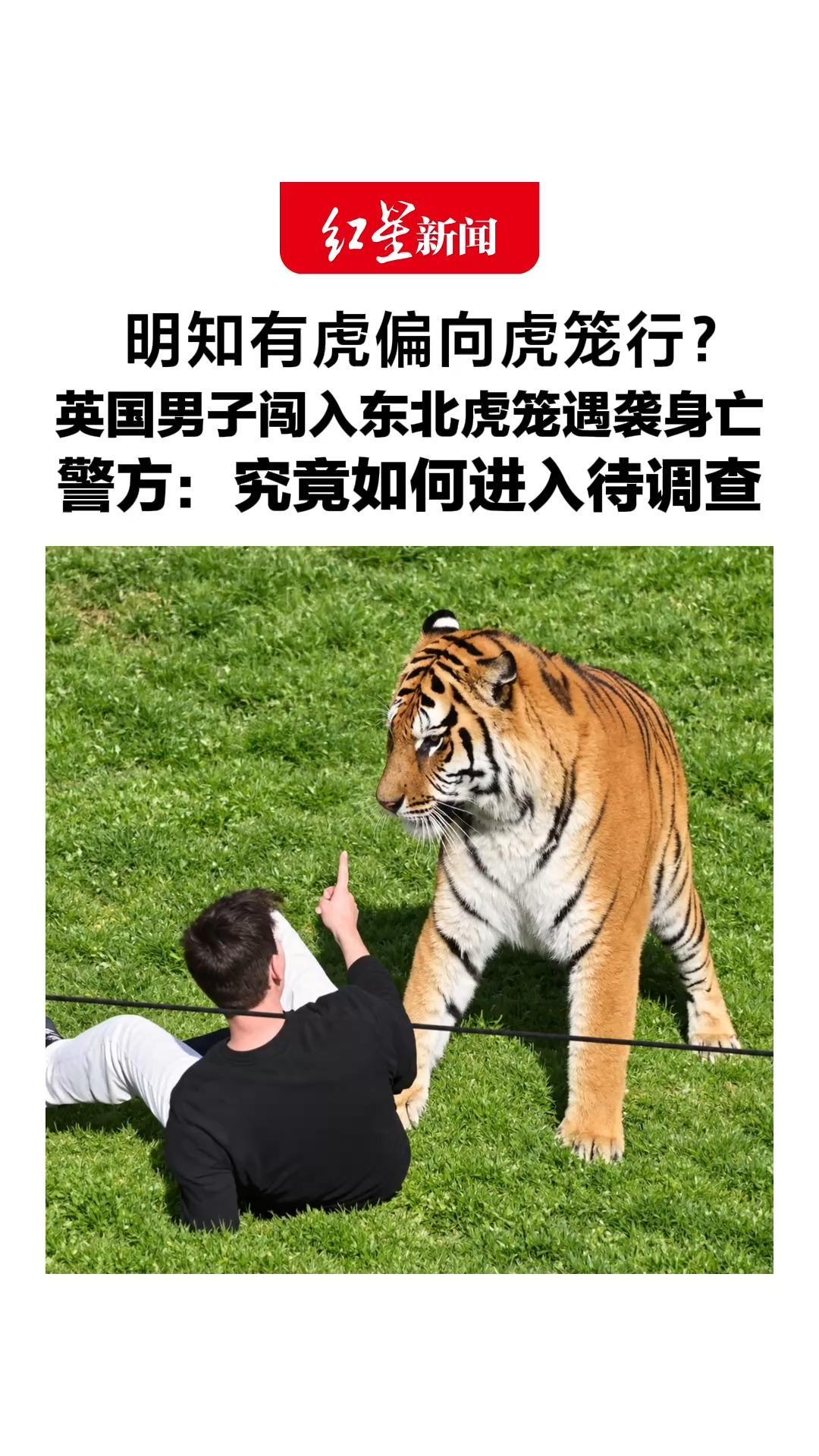 明知有虎偏向虎笼行？英国一男子闯入虎笼，遭雄性东北虎袭击身亡，警方：究竟如何进入待调查