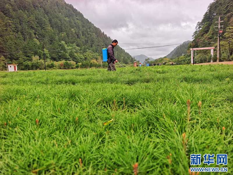 这是甘肃省小陇山林业保护中心百花林场种植的苗木