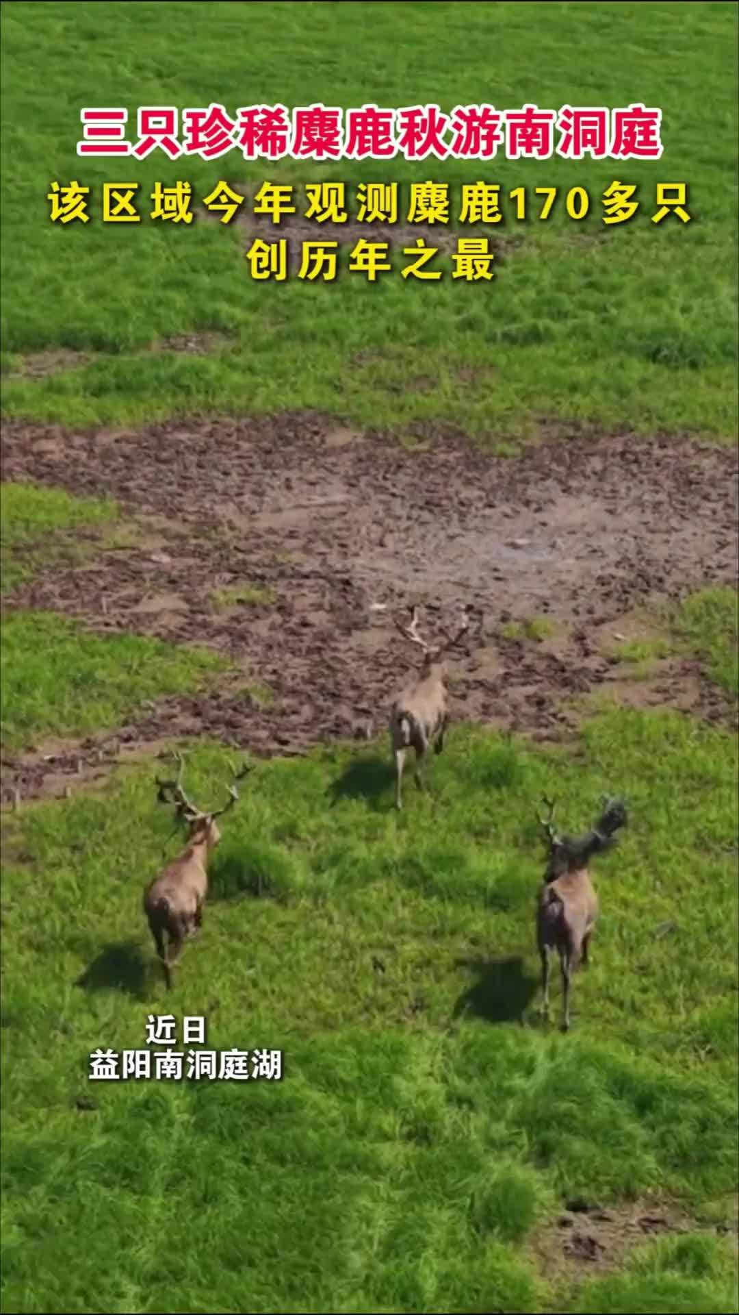 三只珍稀麋鹿秋游南洞庭