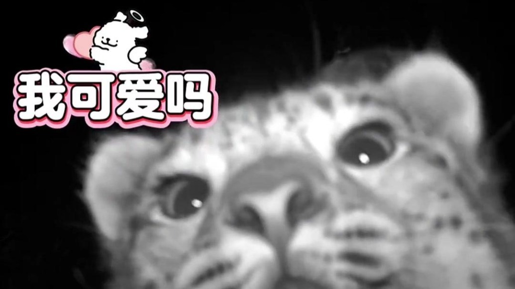 俩“大猫”巡山霸气入镜　怼脸自拍照“豹”光