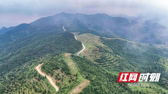 新化县文田镇多花黄精种植基地