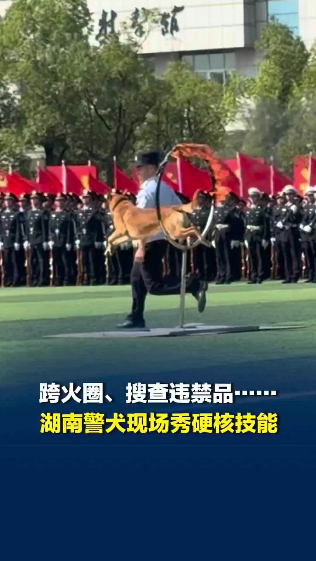 违禁品被藏在哪个行李箱中？警犬仅仅“路过”便精准识别
