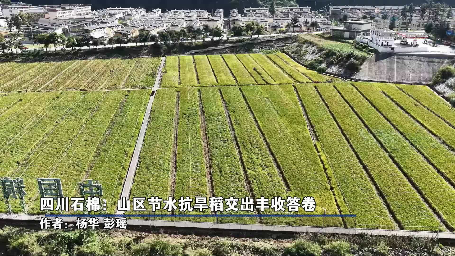 四川石棉：山区节水抗旱稻交出丰收答卷