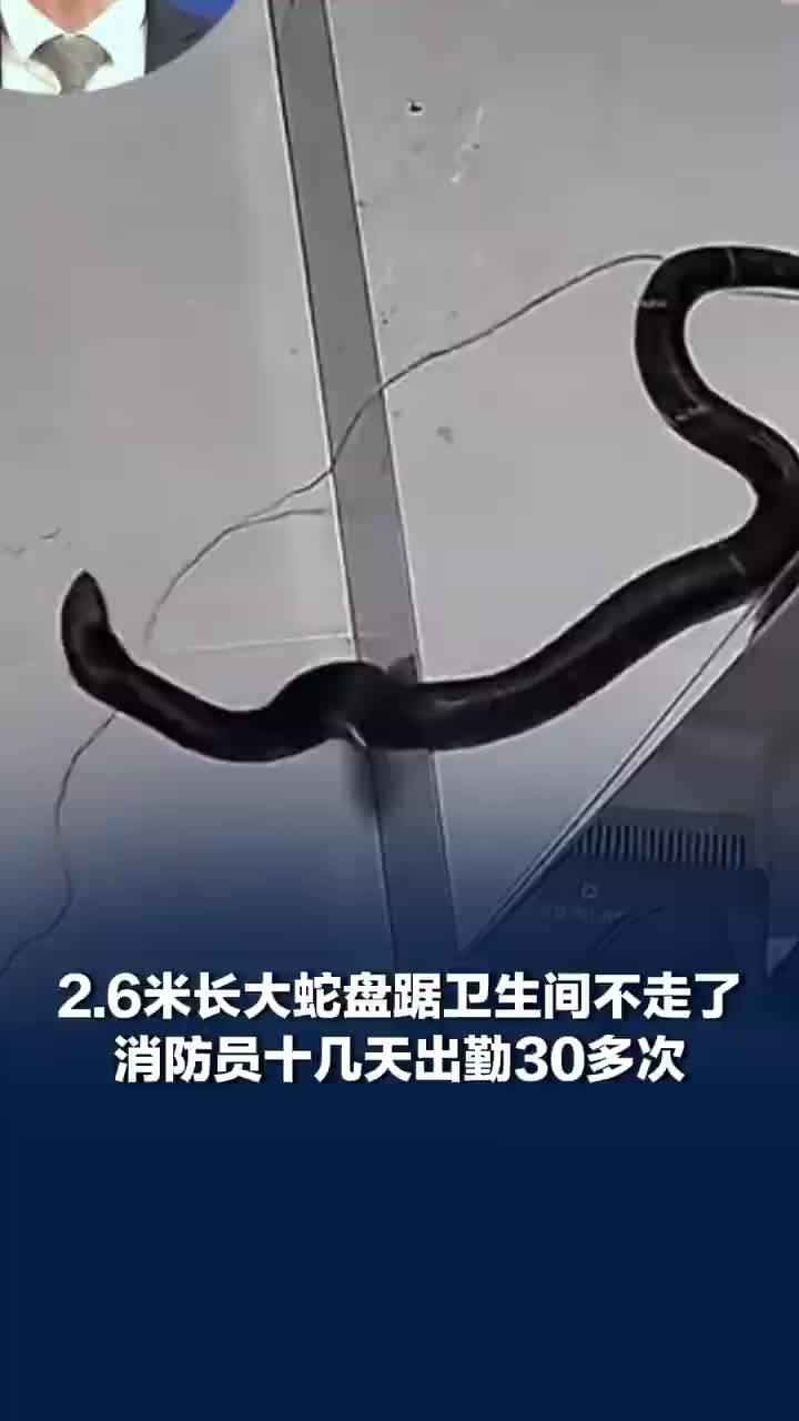 2.6米长毒蛇盘踞卫生间不走了，为抓蛇消防员十几天出勤30多次