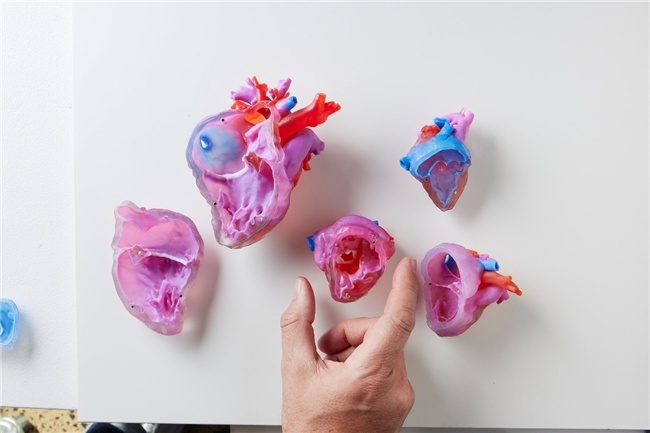 全球首套解剖结构精准的儿童心脏3D模型(图片由 Heartrium 提供)