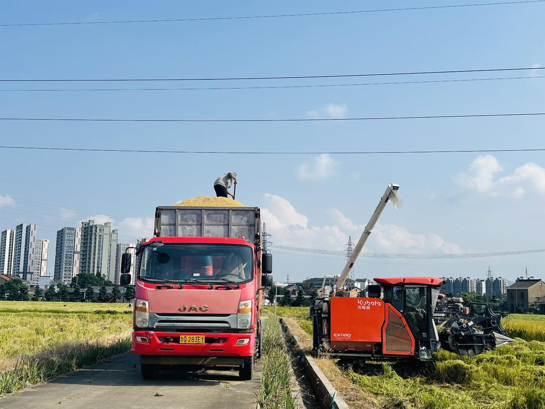 新碶街道千亩方田今日开镰，4台收割机驰骋金色稻海