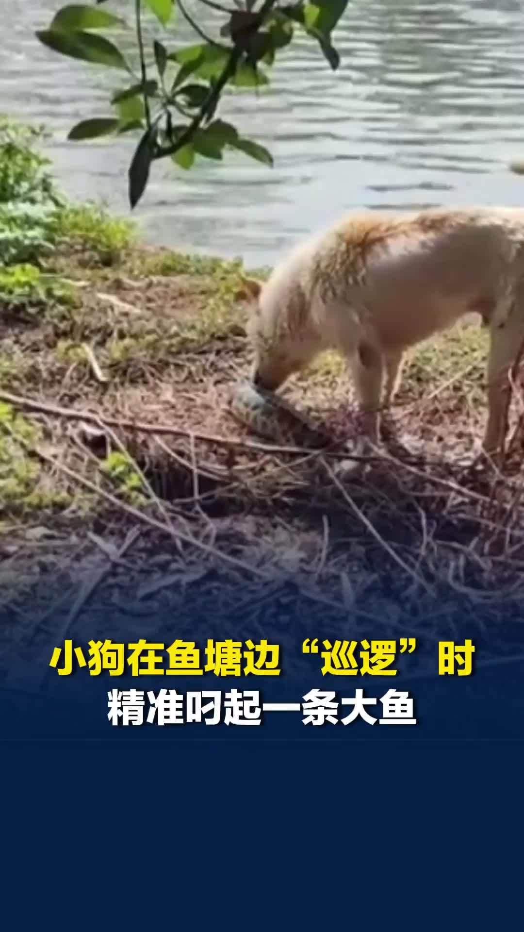 小狗在鱼塘边“巡逻”时精准叼起一条大鱼，没留神鱼滑走了，它又立刻把鱼叼回