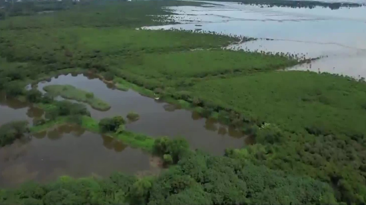深圳湾的红树林，泡着海水怎么还能长得这么好？
