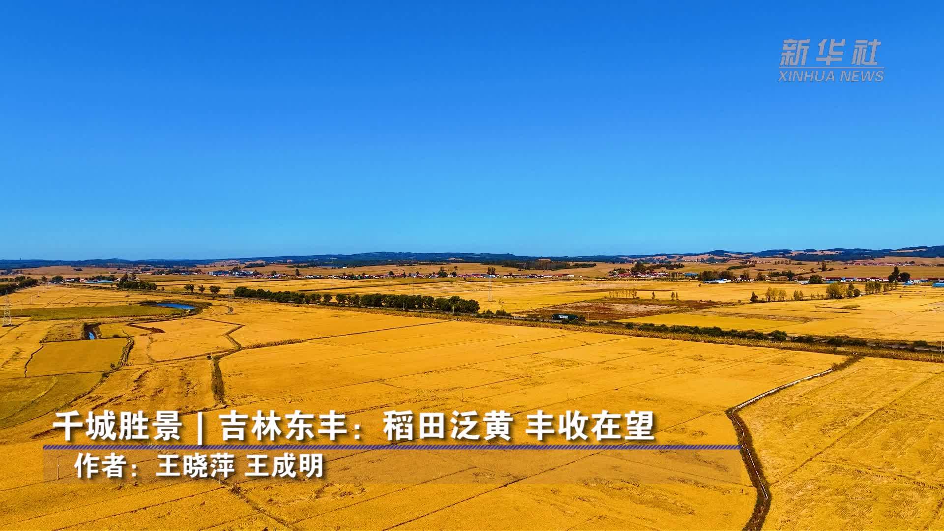 千城胜景｜吉林东丰：稻田泛黄 丰收在望