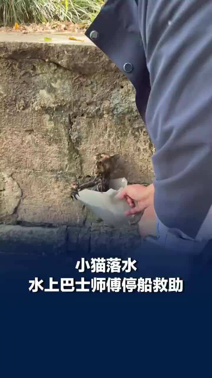 小猫落水水上巴士师傅停船救助，后续把小猫安置在安全地方晒太阳