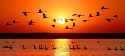 看，东营，鸟浪！