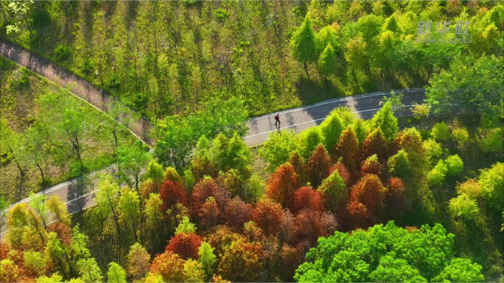 秋日氛围感拉满 广西南宁灵龟山迎来“变色季”