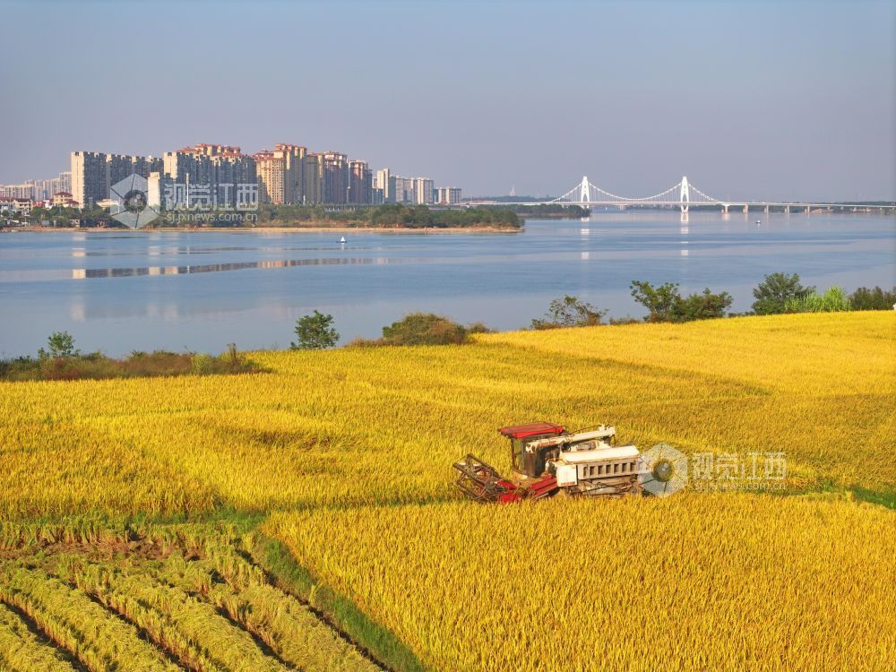 2026年10月12日,江西省吉安市泰和县塘洲镇永昌村水稻丰收,农民驾驶收割机正在收割水稻。