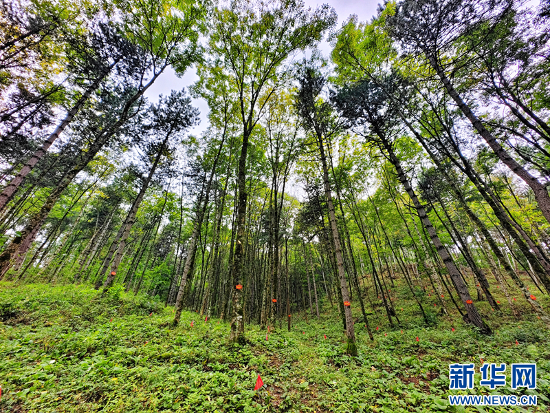 这是甘肃省小陇山林业保护中心党川林场