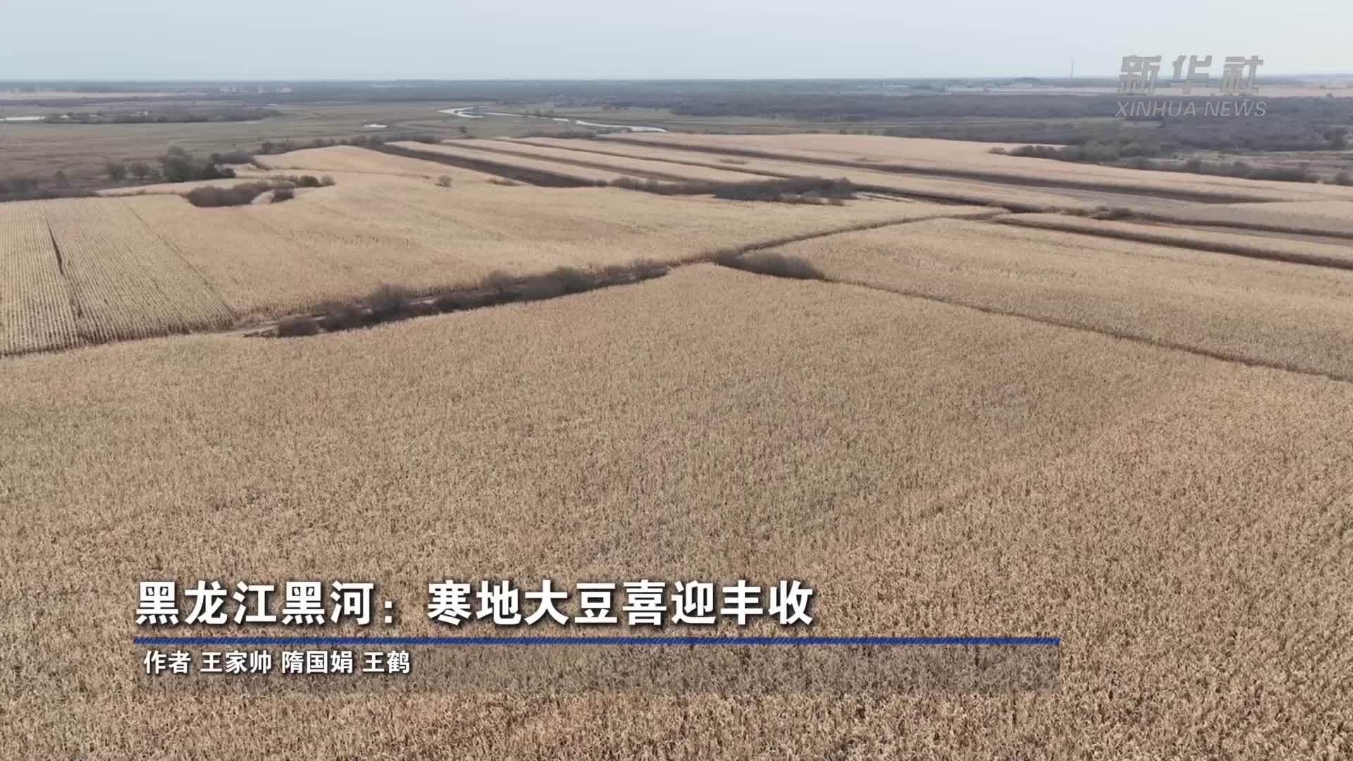 黑龙江黑河：寒地大豆喜迎丰收