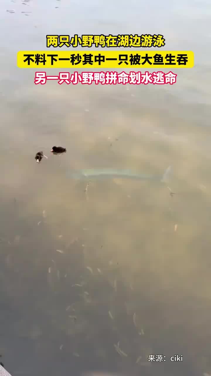 小野鸭在湖边游泳被大鱼生吞