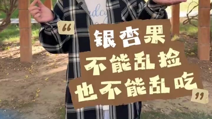路边的银杏果别捡乱吃　小心过敏中毒