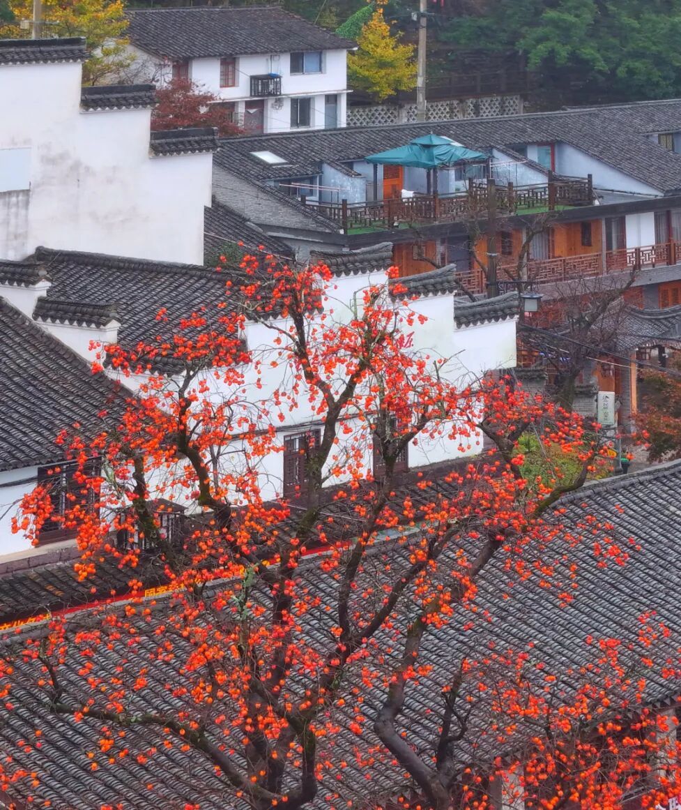 柿林村红柿挂满枝头。鲁银华摄.jpg