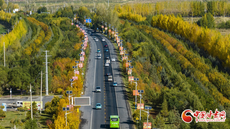 城区道路林木色彩斑斓